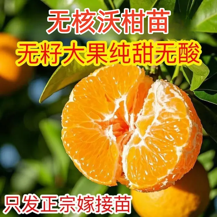 无籽沃柑沙糖桔树苗地栽盆栽北方南方种植柑桔果树苗嫁接砂糖橘苗