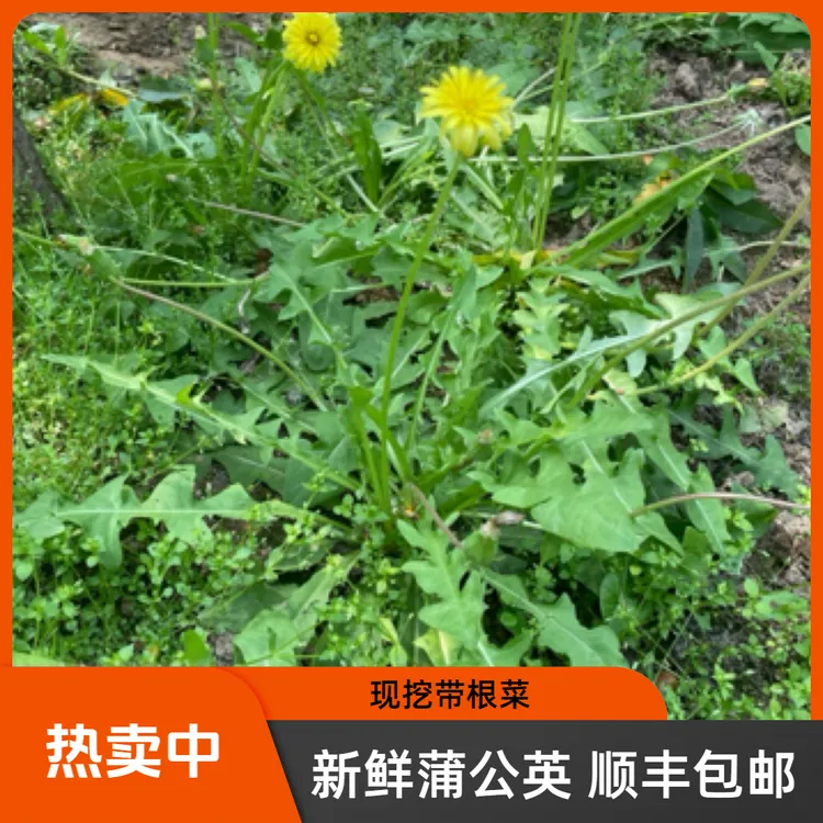 顺丰包邮新鲜现挖天然整颗带根蒲公英嫩菜新鲜时令食用野菜婆婆丁