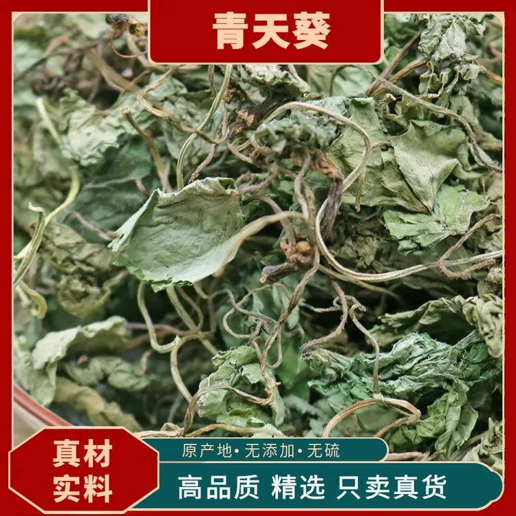 青天葵草独叶莲半边伞青天葵中草药材独脚天葵珍珠叶半边伞青天葵