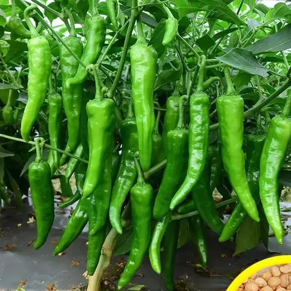 樟树港辣椒种子春播高产早熟辣椒种子香辣四季辣椒籽蔬菜种子商品图