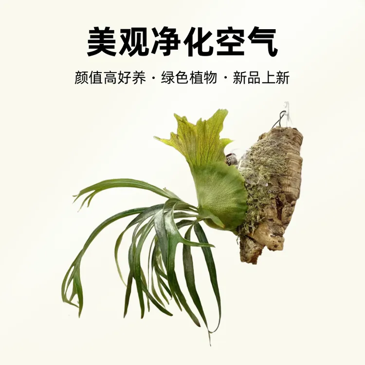 小猫咪鹿角蕨，室内挂板绿植网红植物客厅墙壁装饰