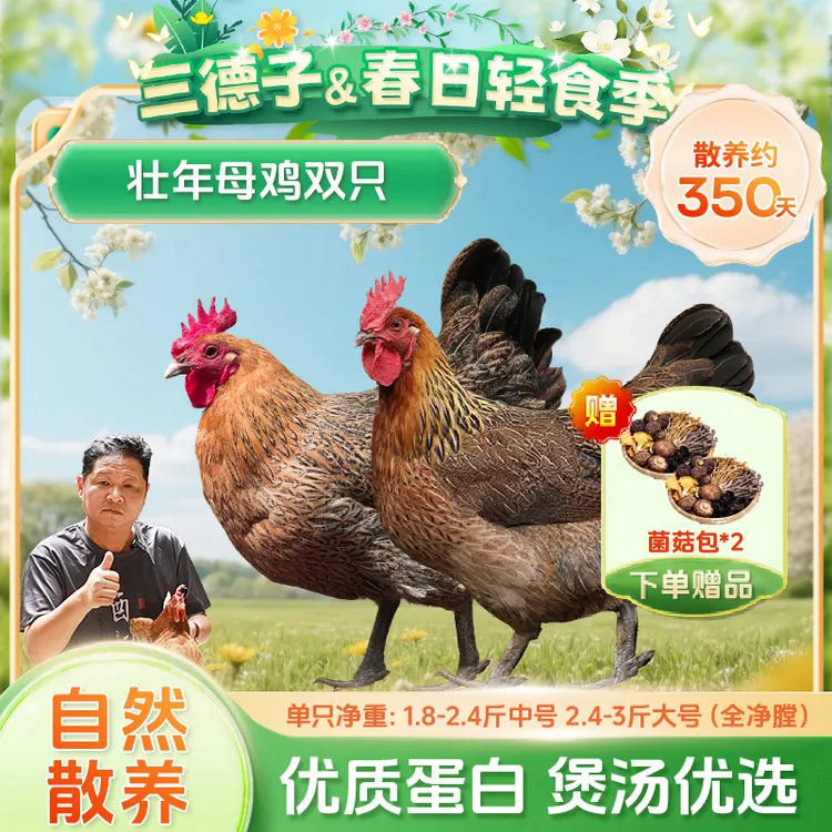 三德子【母鸡2只】炖汤煲汤老母鸡土鸡正宗散养生态鸡满屋飘香商品图