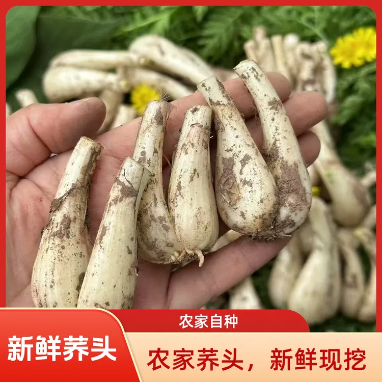 （农家自种）荞头新鲜藠头无须无叶现挖现500g茭头把子蒜