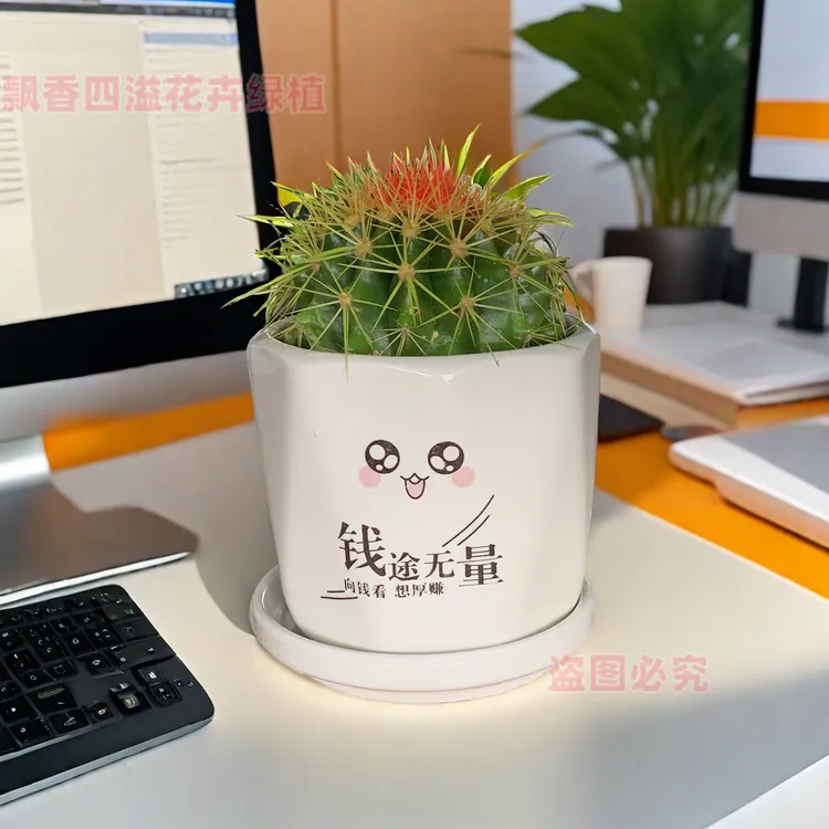 高颜值彩色金琥仙人球办公桌摆多肉盆栽绿植吸甲醛防辐射电脑助手