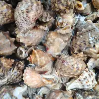 晟 东港本地薄皮 小海螺 鲜活发货 4斤装 少量吐水有紫色粘液正常