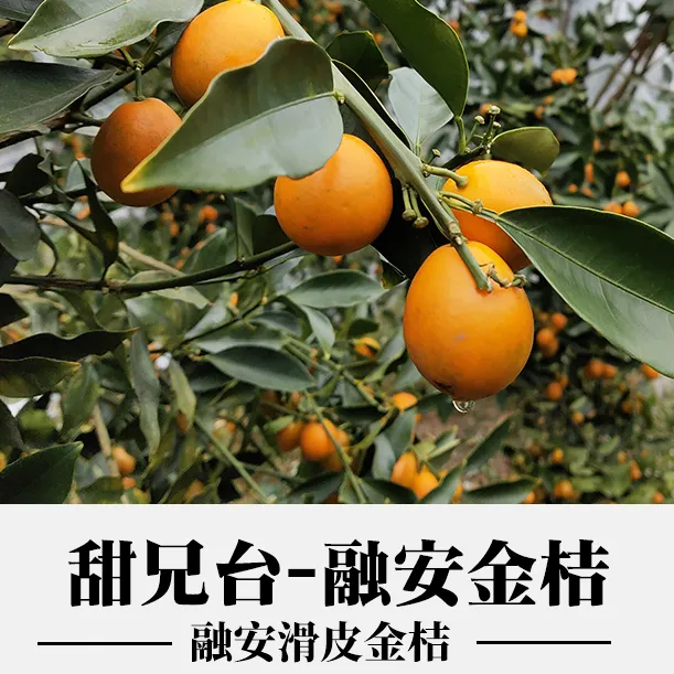 甜兄台【新鲜果】广西融安金桔纯甜无酸爆甜来袭当季小金桔冰糖薄皮