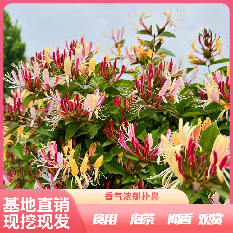 [买一送一]四季多彩红金银花盆栽地栽阳台庭院浓香好闻好养易活