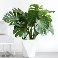 60-70cm龟背竹3-4株大苗绿植盆栽室内客厅阳台四季常青