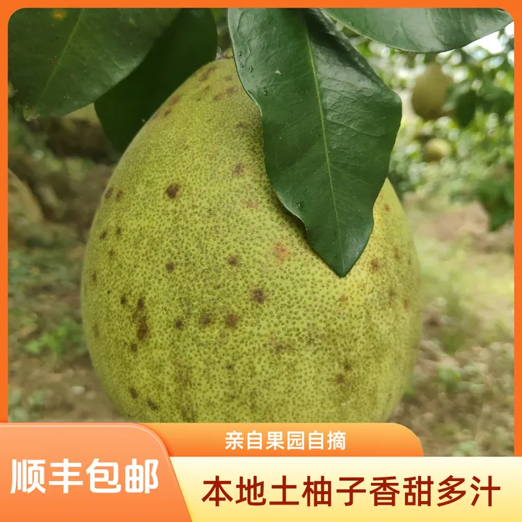 【顺丰包邮】湖南桂阳农家本地柚子香甜多汁