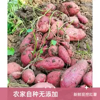 本地土红薯现挖现发