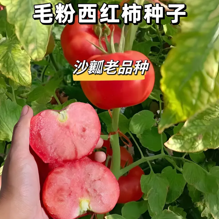 毛粉番茄种子家庭阳台种植盆栽地栽