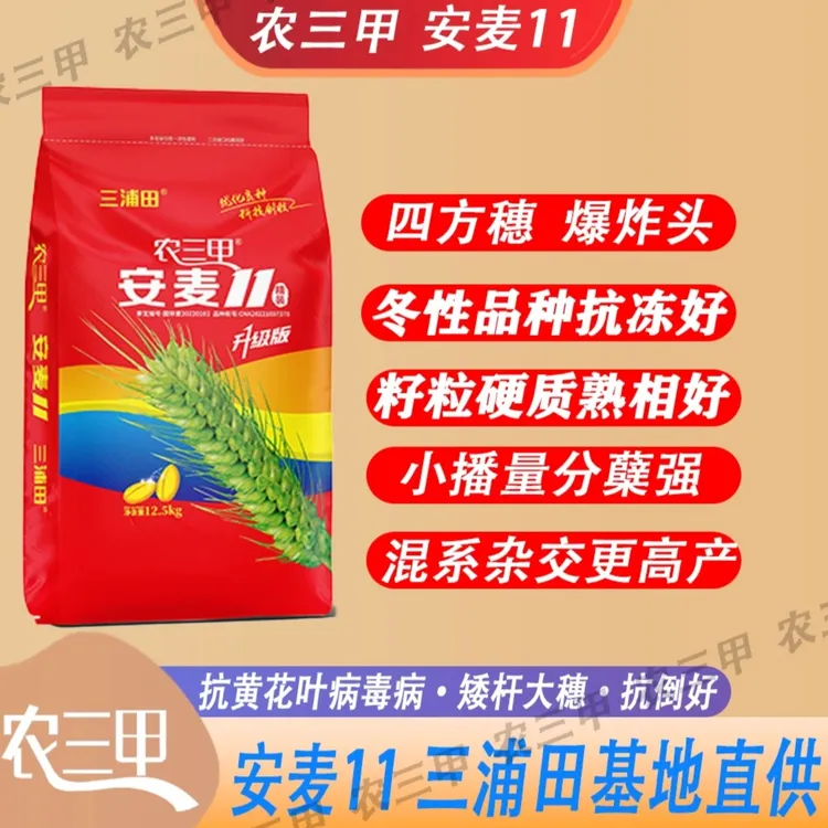 农三甲安麦11小麦种子大四方穗 矮杆大穗 耐寒耐旱 产量高 安麦11