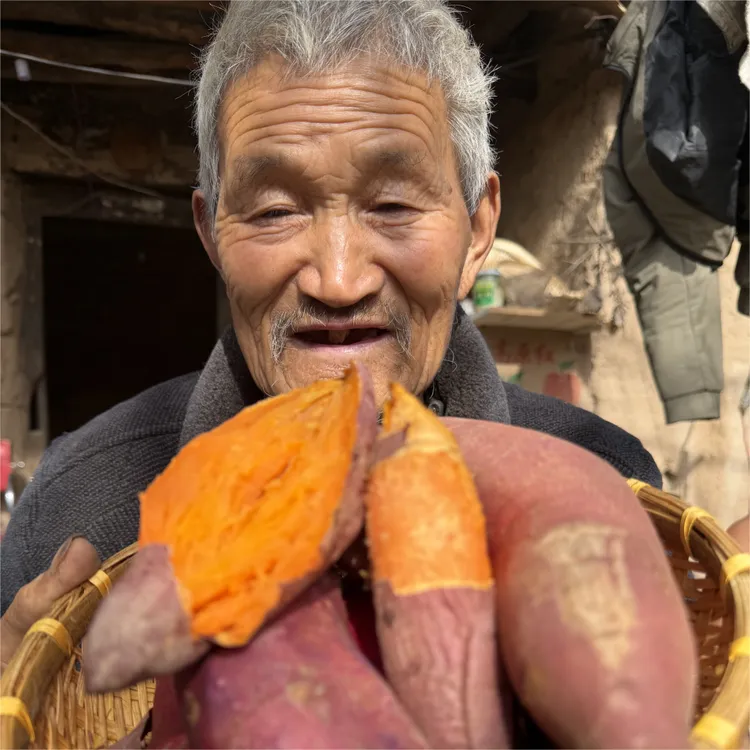 黄河滩沙土地西瓜红蜜薯