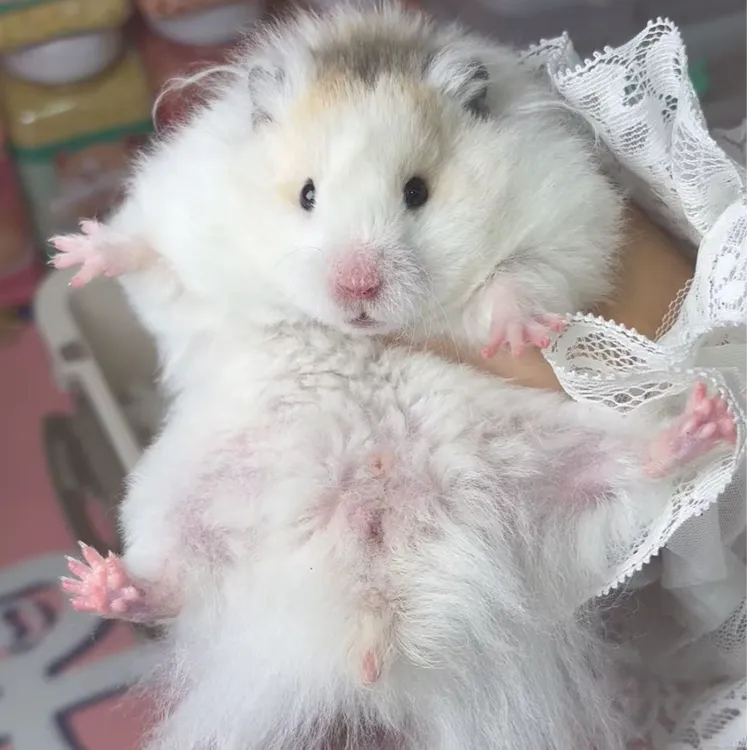家养精品可爱长毛宠物仓鼠小型小熊