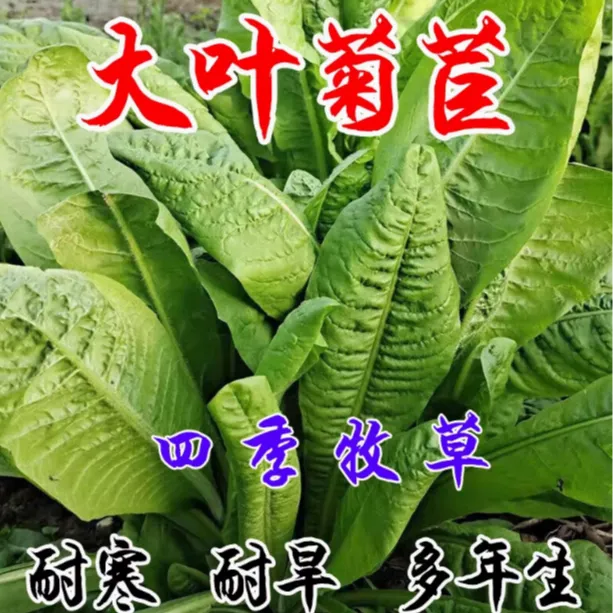 大叶菊苣种子多年生四季生长耐旱耐寒营养均衡优良牧草