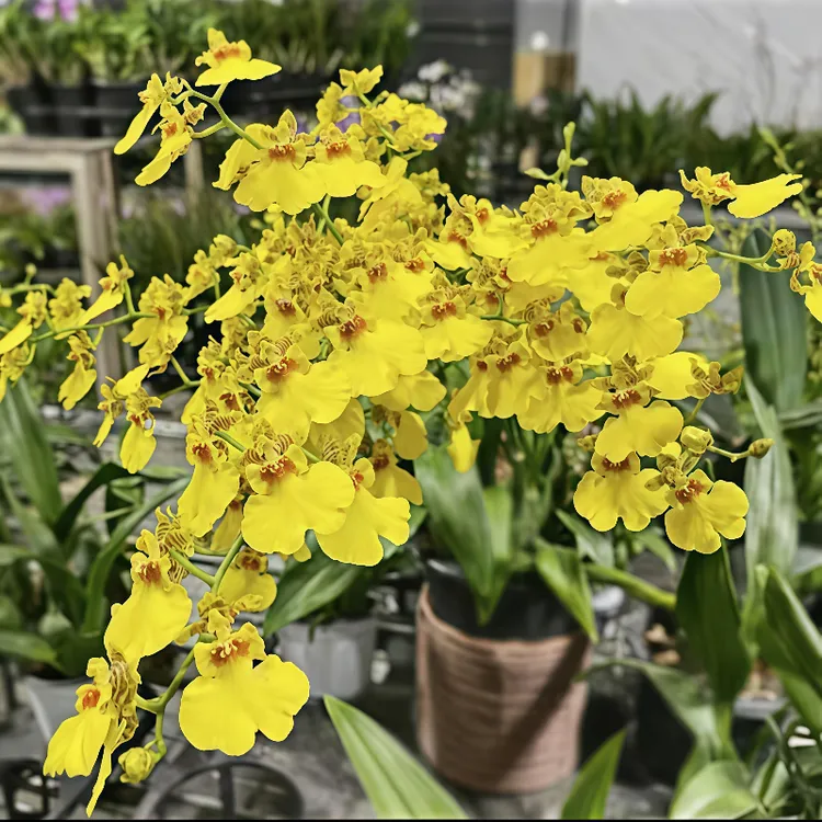 【跳舞兰】兰花苗文心兰室内外绿植花卉盆栽建兰春兰墨兰易养护