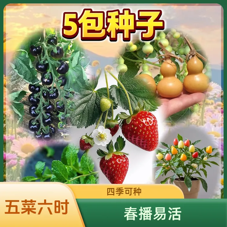 مەنزىرە كۆكتات5قاپ ئۇرۇق赏黑番茄＋薄荷＋奶油草莓＋小葫芦＋五彩椒