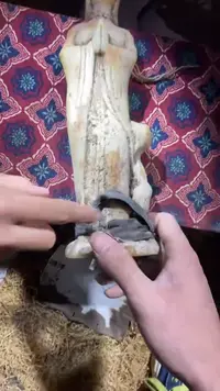 香榧木（1个小复利）