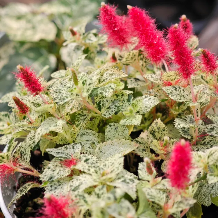 花叶猫尾红 红尾铁苋 耐热耐晒 不耐寒 两广推荐