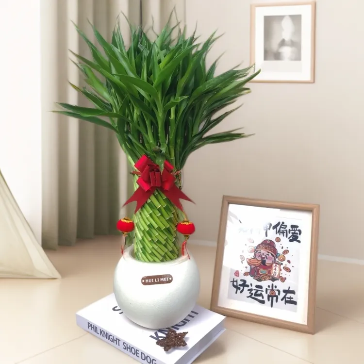 【中号】编织招财竹高端室内护眼适合乔迁办公室会所书房玄关绿植盆