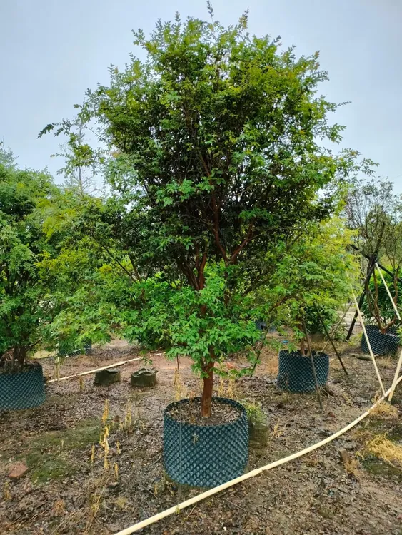 一树一拍沙巴嘉宝大型绿植盆栽苗庭院阳台南北方种植盆栽