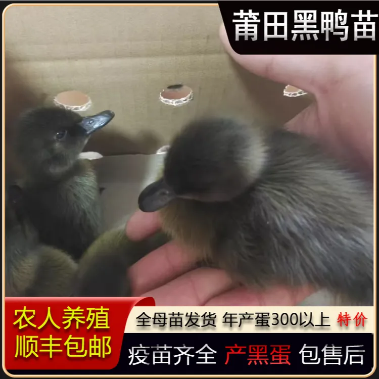 莆田黑鸭苗产蛋鸭苗产蛋王鸭苗水鸭活苗麻鸭活苗蛋鸭活苗黑蛋鸭苗