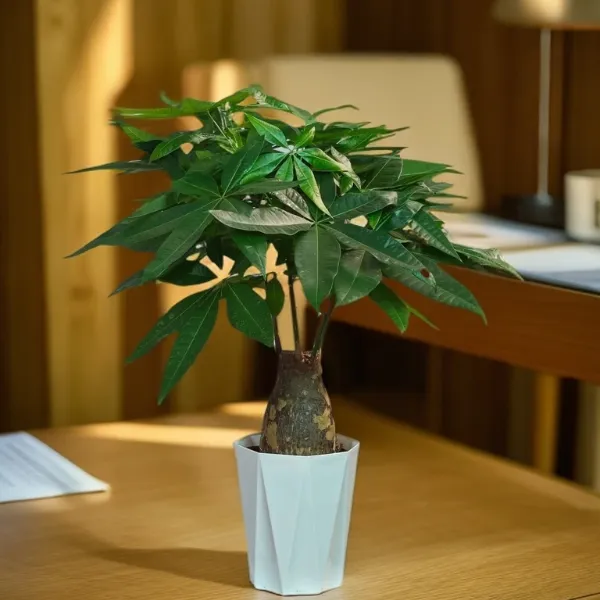 粗杆老桩大象腿发财树盆栽茶几桌面摆放绿植盆栽懒人好养观叶植物