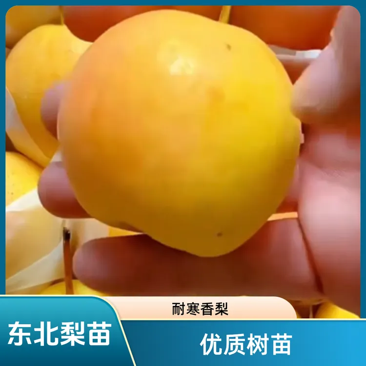 东北特产耐寒香水梨树苗