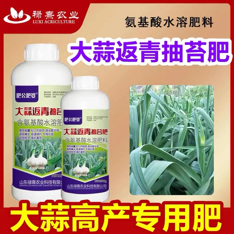 肥公肥婆大蒜返青抽苔肥蒜苔松口易抽苔蒜头膨大增产早熟叶面肥