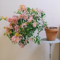 （金发女郎）三角梅四季开花阳台花卉掉花掉叶介意慎拍