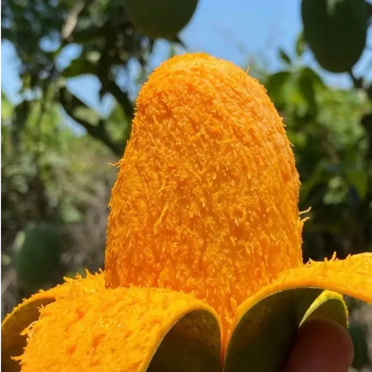 攀枝花高山椰香芒果【都挑选一级果】攀枝花直发应季直发水果现发