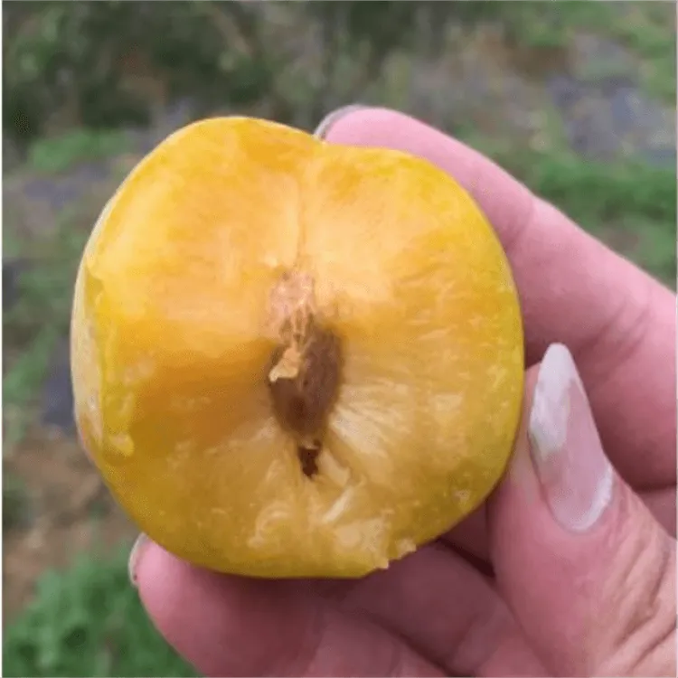 晚熟蜂糖李子树苗嫁接新品种南北方种植盆栽地栽庭院包结果