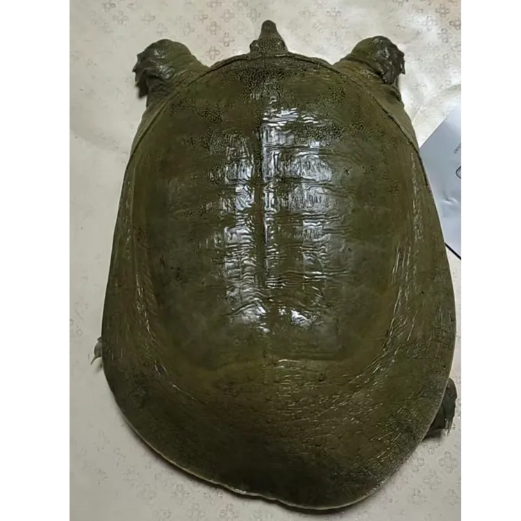 西洞庭深水大湖鱼鳖混养生态甲鱼顺丰包邮包活到家