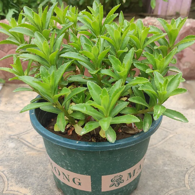 救心菜养心菜高钙菜蚊子草云南白药草止痒种苗阳台盆栽多年生栽培