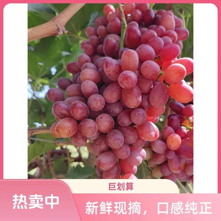 山西运城沙土地种植头茬无籽红提克伦生