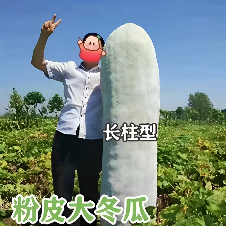 【粉皮大冬瓜种子】四季种植盆栽地栽阳台小院种植