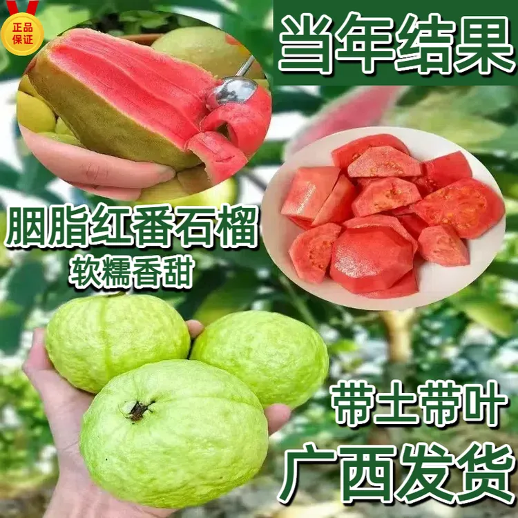 正宗对版胭脂红番石榴树苗红宝石芭乐台湾四季南方芭乐番石榴树苗
