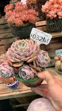 【闪购商品】032MMM