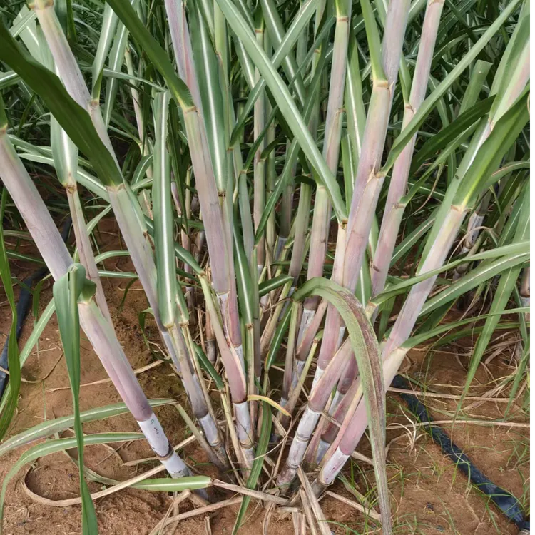 柳城1911柳蔗新糖蔗脆甜广西甘蔗柳城高糖桂蔗抗倒伏高甜甘蔗现砍