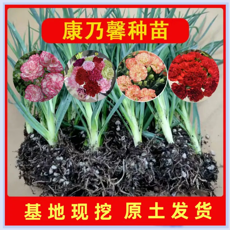 高杆康乃馨花苗原土发货过冬花草耐寒宿舍多色懒人养花好养活花卉
