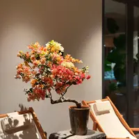 （凤凰）三角梅四季开花阳台花卉掉花掉叶介意慎拍