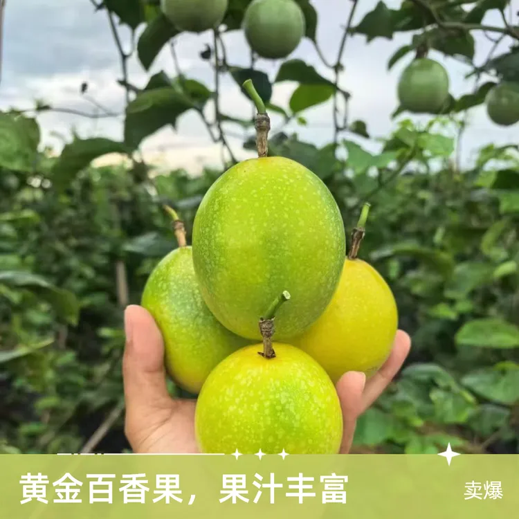 当季新鲜水果黄金百香果香甜多汁果园正宗百香果皇冠直发钦蜜