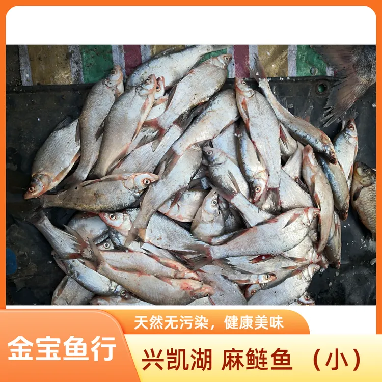 兴凯湖 小麻鲢（寸4）