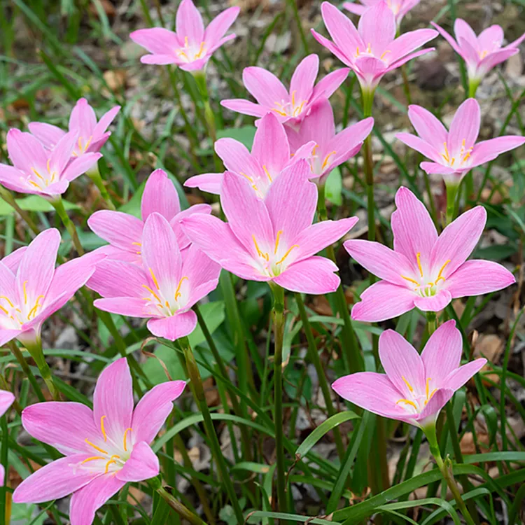 四季开花风雨兰韭兰种球雨百合耐热耐寒适合庭院阳台盆栽地栽皆可