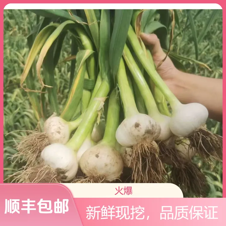 【龙翠农场】东北25年白皮干蒜 25年新蒜 适合晾干蒜