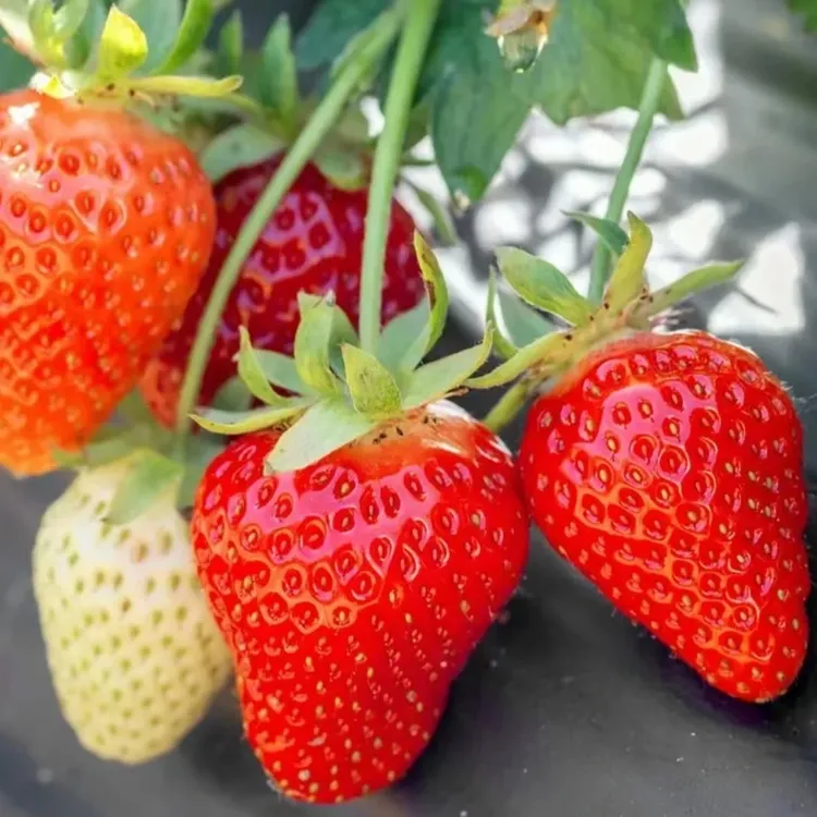 【丹东奶油草莓种子】四季结果好养易活室内外阳台盆栽水果植物