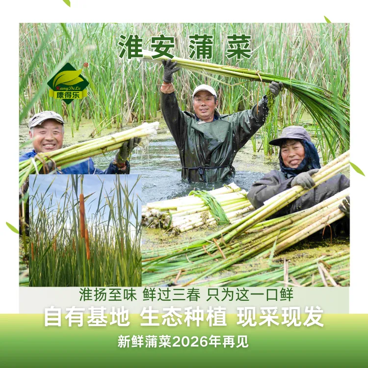 淮安地道美食蒲儿菜基地现采现发(生鲜冷藏保存)淮安蒲菜