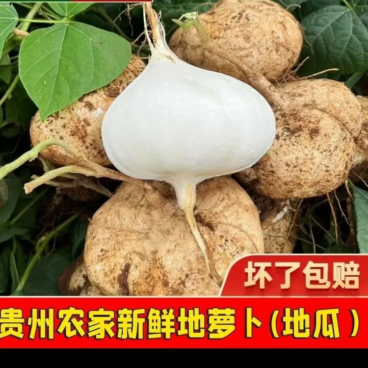 【贵州地萝卜】凉薯地瓜新鲜现挖3/5/9斤脆甜鲜嫩多汁可生吃