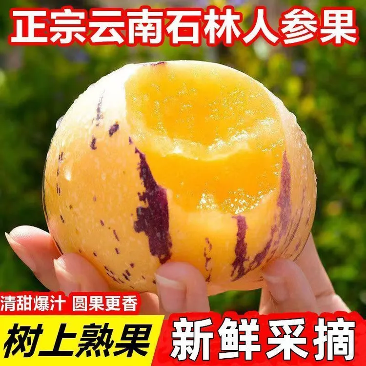 特大10斤 5斤 3斤正宗石林人参果黄心水果云南维生素c水果批发