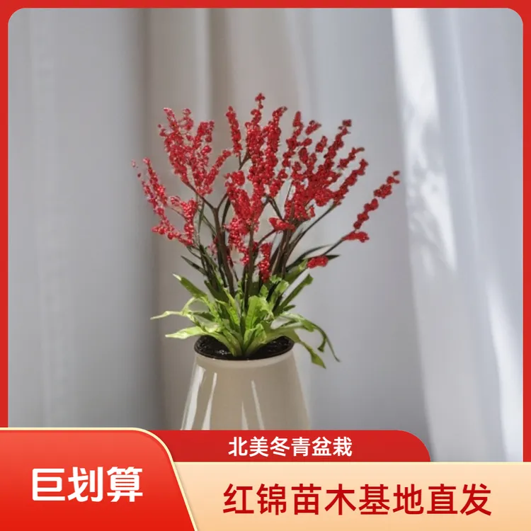 北美冬青花卉绿植高端盆景室内盆栽发财果年宵花精品盆栽绿植